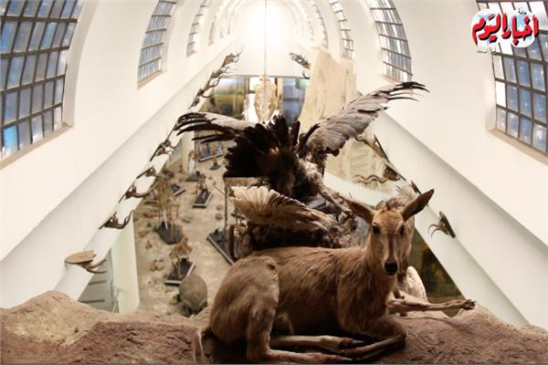 متحف الحيوان