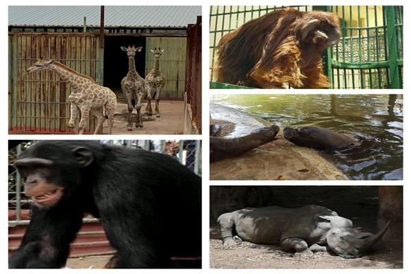  حالات نفوق الحيوانات في «حديقة الجيزة»