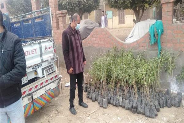 حملة تجميل وزراعة 200 شجرة بقرية المعصرة بمركز ملوى في المنيا ‎
