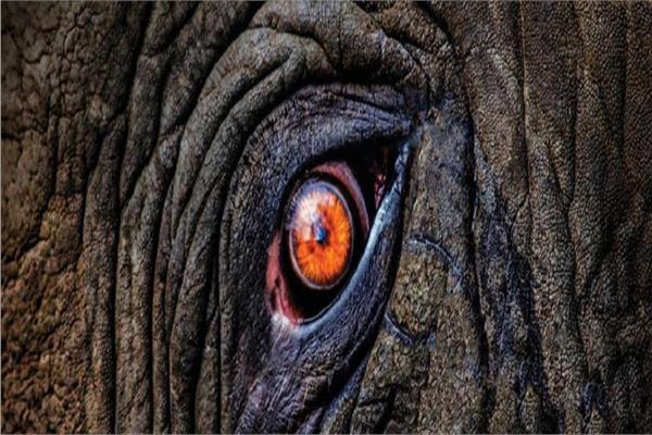 عين الفيل 