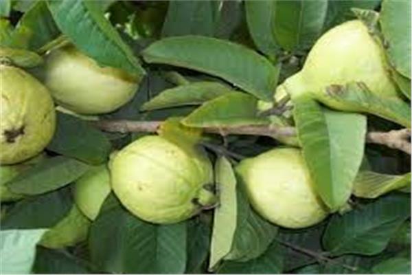 أشجار الجوافة