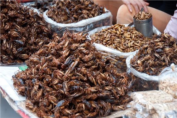 سوق لبيع الحشرات المجففة 