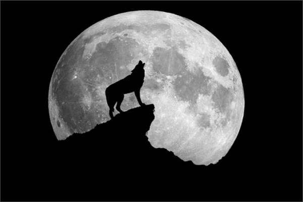 القمر الذئب