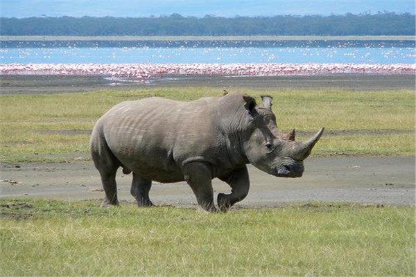 وحيد القرن 