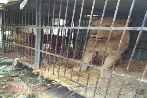  ضبط 22 حيوانا بريا في مزرعة غير مرخصة بالمنصورية