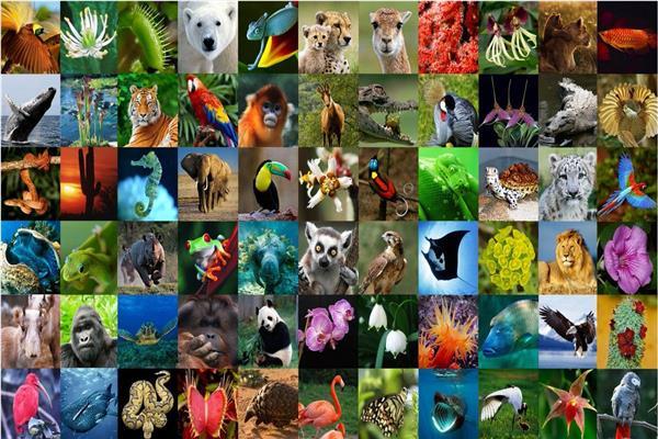 العالم يحتفل باليوم العالمي للحياة البرية