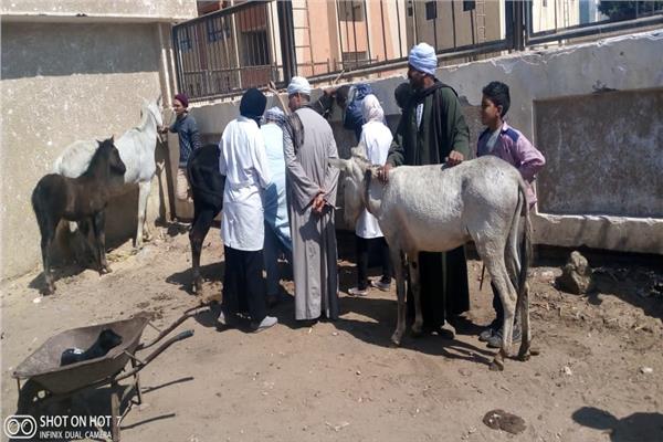 جامعة سوهاج تنظم قافلة بيطرية لقرية أولاد إسماعيل 