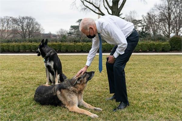 جو بايدن مع الكلبين