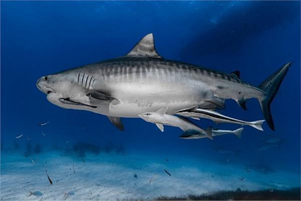 صورة لغز طريقة سباحة أسماك القرش والحيتان يُحير العلماء
