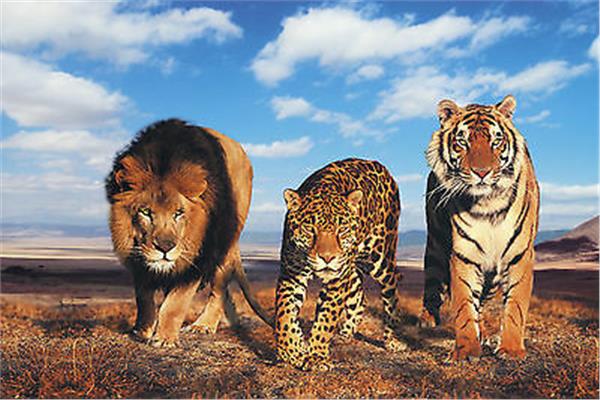 يتعلم منها البشر.. كيف تفكر الأسود والنمور والفهود كـ«قادة»؟