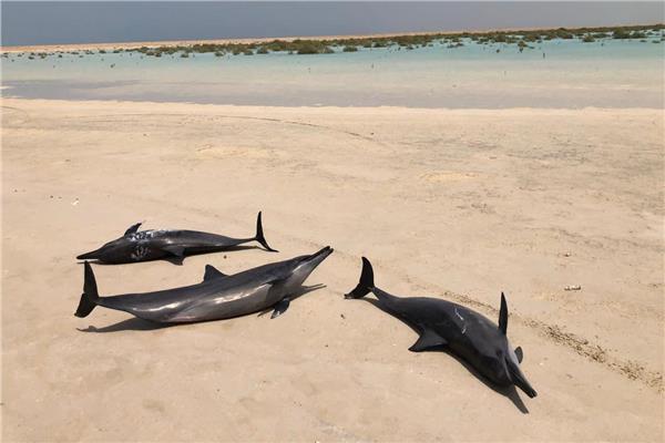 التقلبات الجوية تقذف عشرات الدلافين على الشاطئ