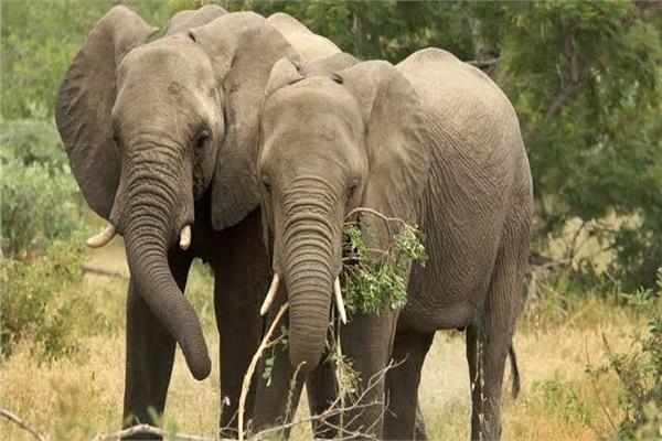 فيلة الغابات الإفريقية