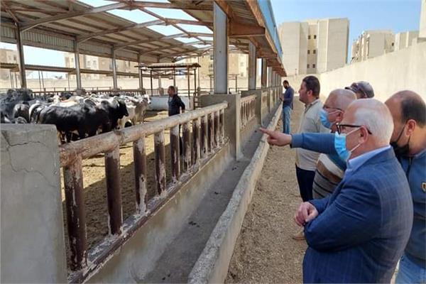 محافظ بورسعيد يتفقد محطة تسمين الماشية استعدادا لشهر رمضان 
