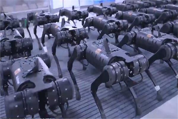صورة شاهد| الصين تعرض جيش من الكلاب الروبوتية 