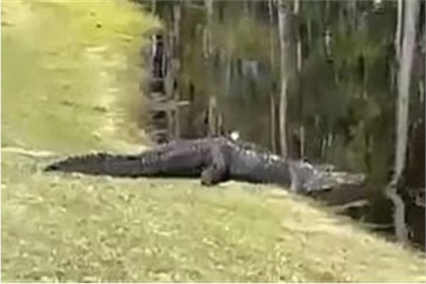 تمساح ضخم يقتحم ملعب جولف في امريكا 