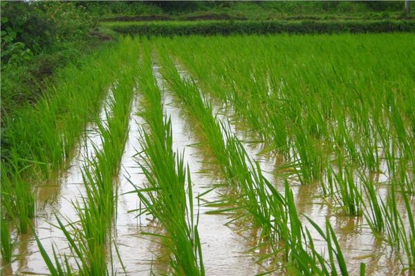  زراعة الأرز