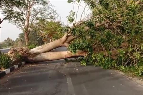 سقوط شجرة ضخمة