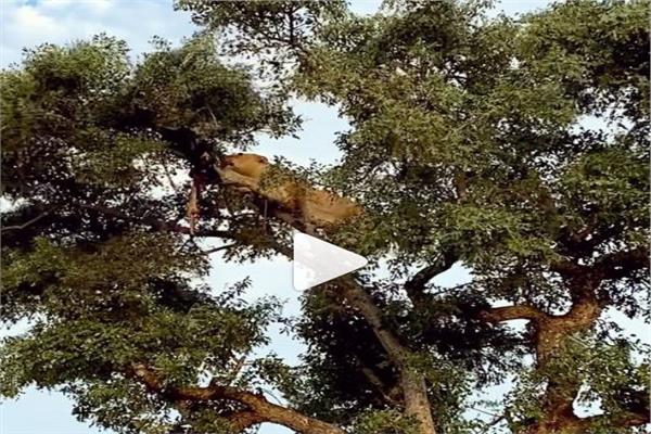 معركة شرسة بين أسد ونمر وقطة فوق شجرة