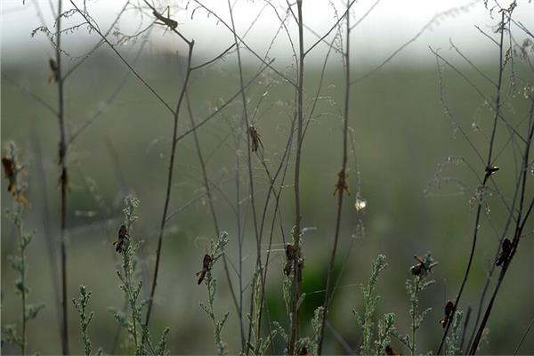 حشرات السيكادا - صورة ارشيفية