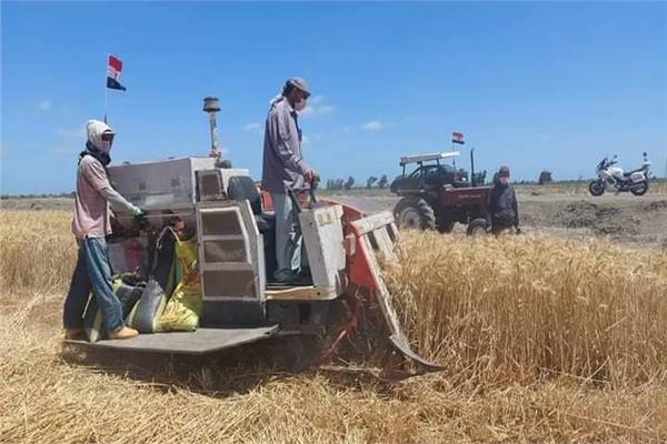 ارتفاع كمية القمح بصوامع بورسعيد  بزيادة ‎%‎174 عن العام الماضى  
