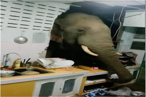  «فيل» ضخم يقتحم مطبخ للبحث عن الطعام