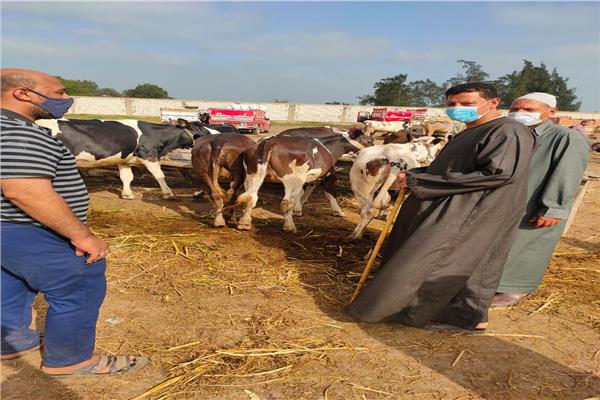 عيد الاضحى يعيد الحياة لأسواق الماشية بكفر الشيخ