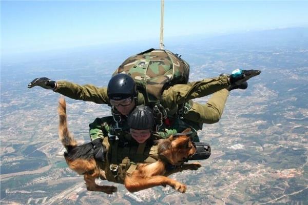 تدريب كلاب الجيش الروسي على القفز بالمظلات