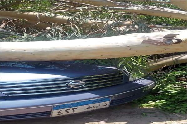 شجرة تسبب في تهشم 5 سيارات بمنطقة 15 مايو 
