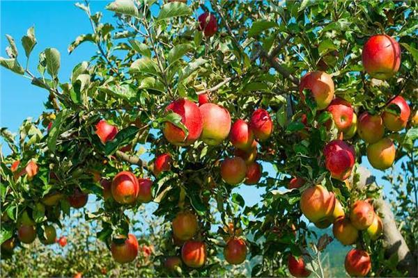 محصول التفاح 