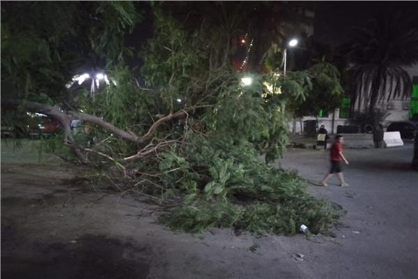 سقوط شجرة بشارع الصحافة