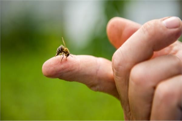 فوائد «سم النحل»