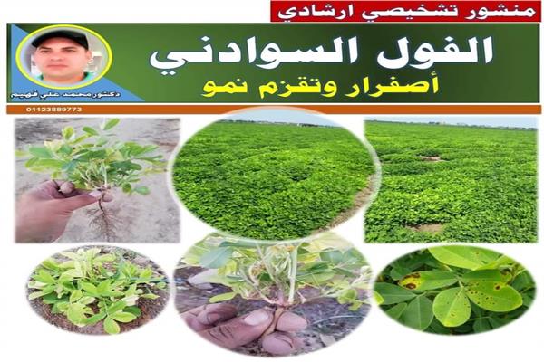 توصيات لمزارعى الفول السوداني