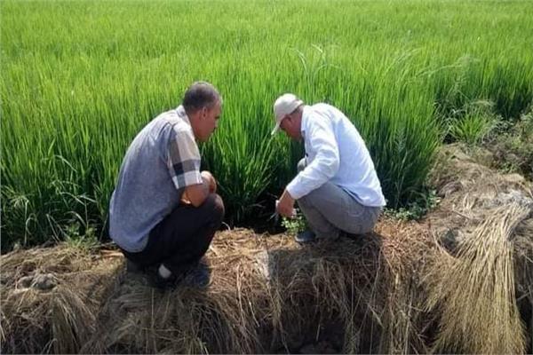 متابعة حقول الأرز الارشادية بسهل الطينة ببورسعيد