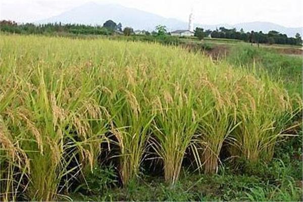 زراعة الأرز - صورة أرشيفية