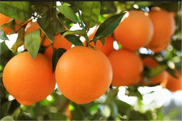 تصدير البرتقال -صورة أرشيفية