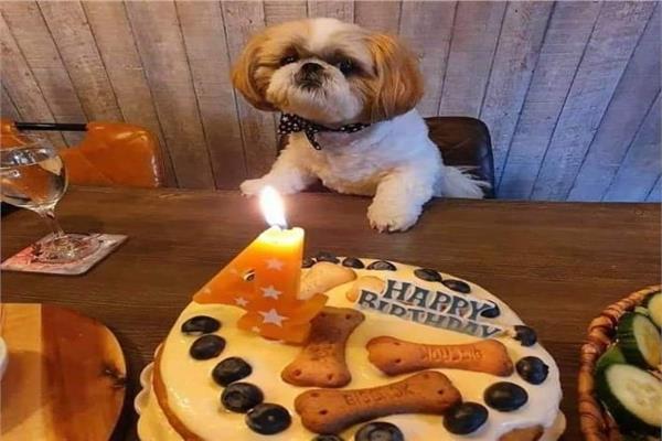 الاحتفال بعيد ميلاد أحد الكلاب