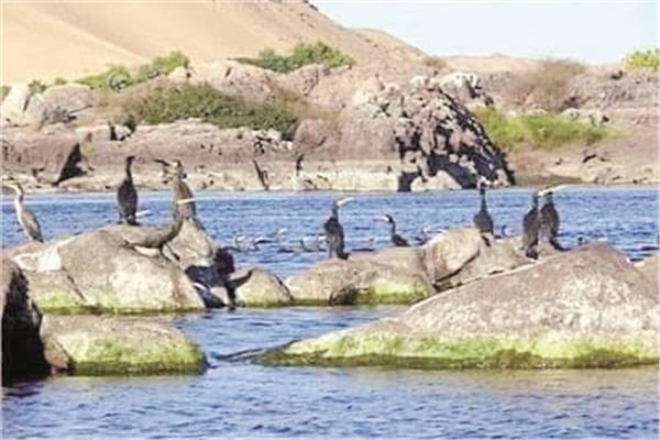 جزر النيل محطات للطيور المهاجرة
