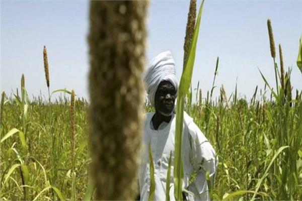 الزراعة في ولاية النيل الأبيض - صورة أرشيفية