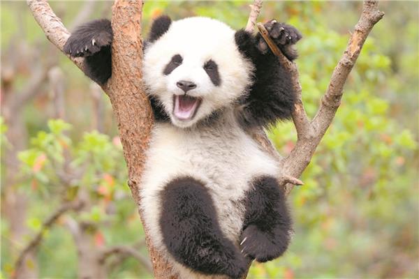 الباندا الصغير «مى شيانج» المعروف باسم المعجزة الصغيرة