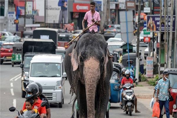 قواعد جديدة لقيادة الفيلة في سريلانكا