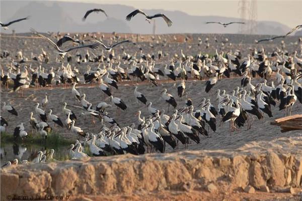  أولى أسراب الطيور المهاجرة  بمحميات سيناء