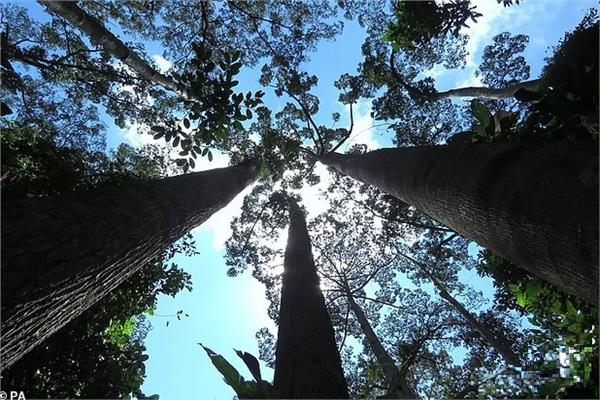 صورة تقرير: ثلث أنواع أشجار العالم معرضة لخطر الانقراض