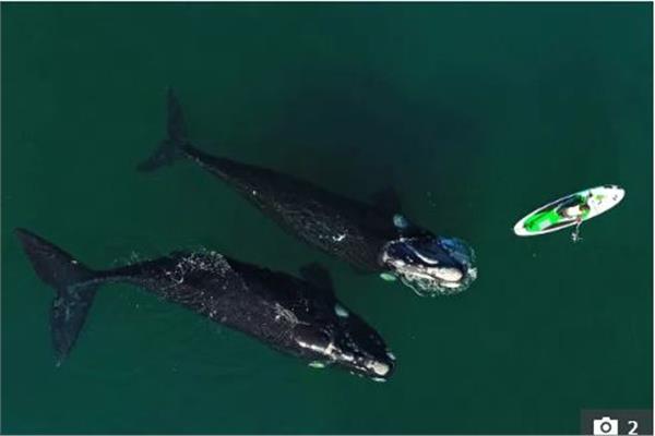 اللعب مع الحيتان في مياة الارجنتين 