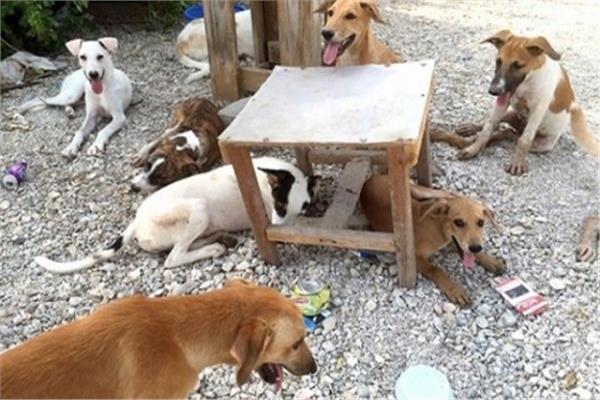 تأجيل دعوى استخدام سم «الاستركينين» في قتل الكلاب الضالة ل9 اكتوبر
