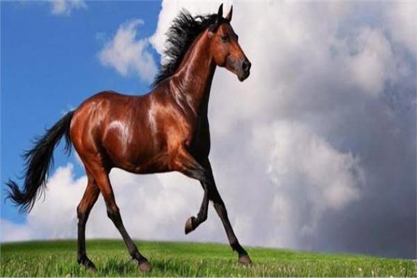  صورة  ارشيفية _ سلالات الخيول العربية الأصيلة