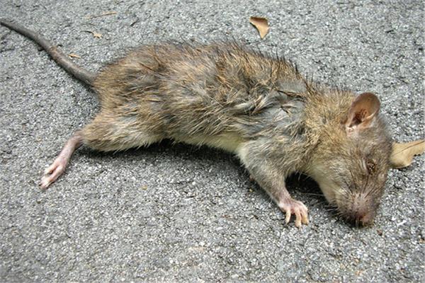 صورة لفئران ميتة