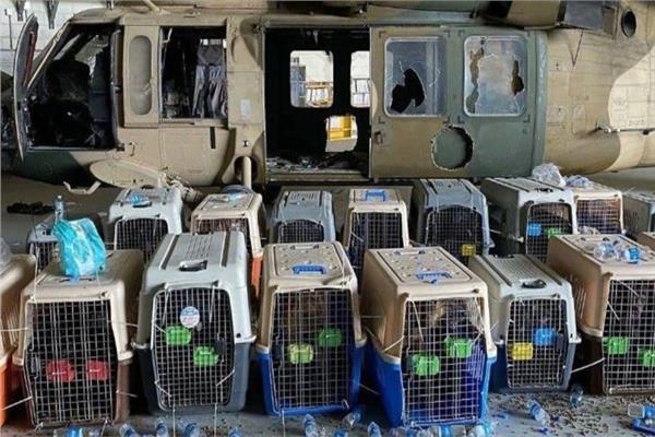 الكلاب في مطار كابول - صورة موضوعية