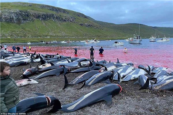 موسم نحر الحيتان والدولفين في الدنمارك
