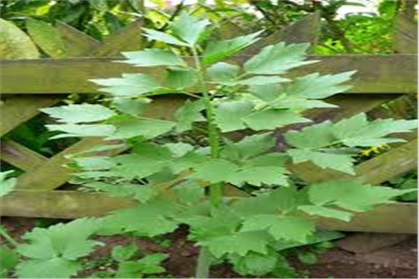 نبات الكاشم الرومي 