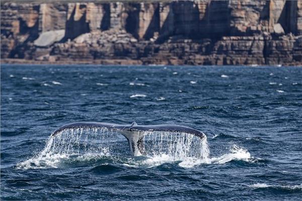 الحيتان في المحيط - صورة ارشيفية